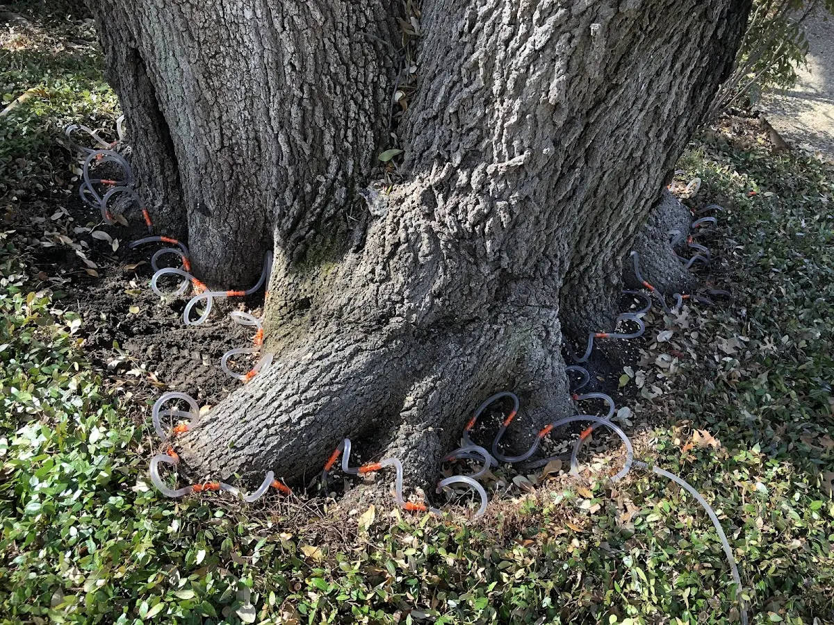 Detailed Shrub and Hedge Trimming job site in Abbott