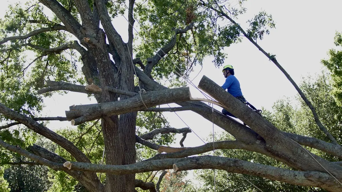 Professional Crown Thinning performed by certified arborists in Abbott
