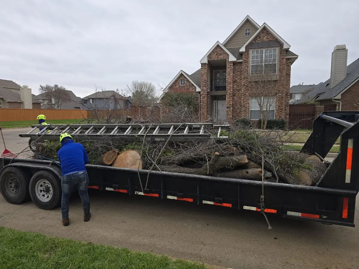 Expert Tree Pest Control with proper safety equipment in Abbott